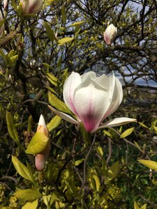 Nature garden spring