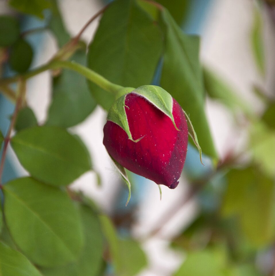 Garden spring bud