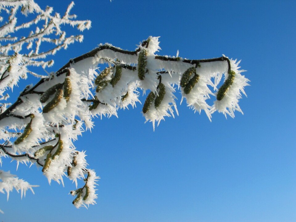 Plant blue sky nature