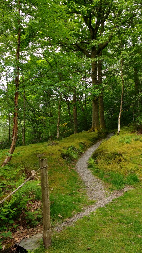 Woodland trail landscape photo