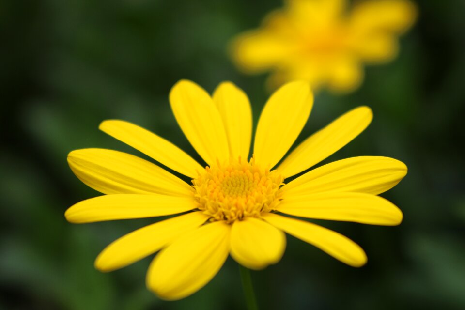 Flower background the micro