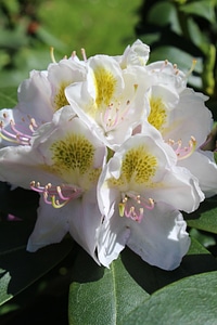 White floral flora