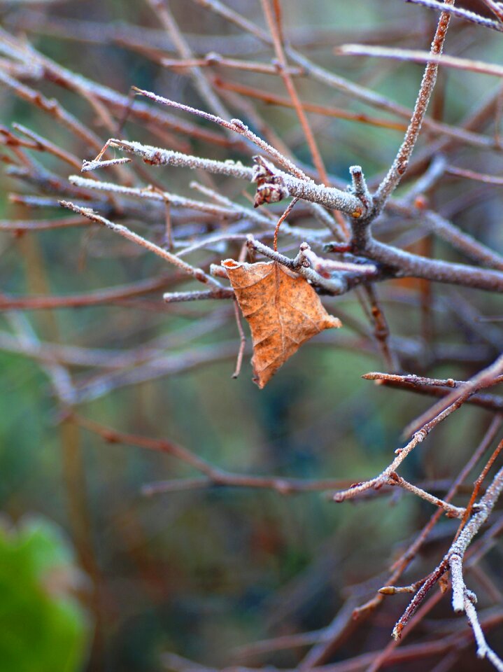 Nature cold fall