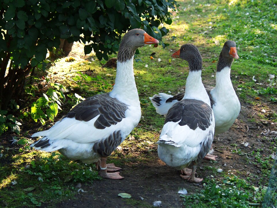 Bird goose farm