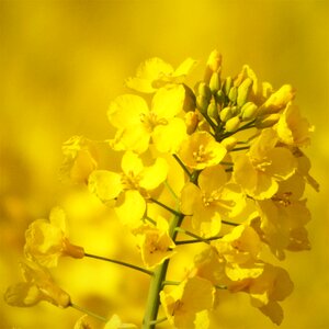 Field of rapeseeds plant spring photo