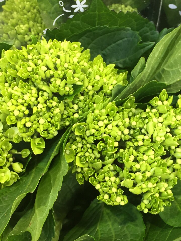 Green close up bouquet