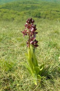 Aveyron flower spring