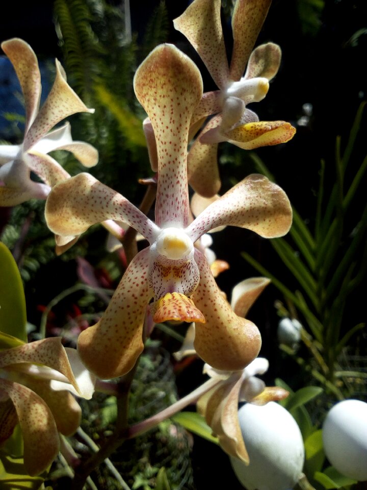 Cattleya flowers brown orchids