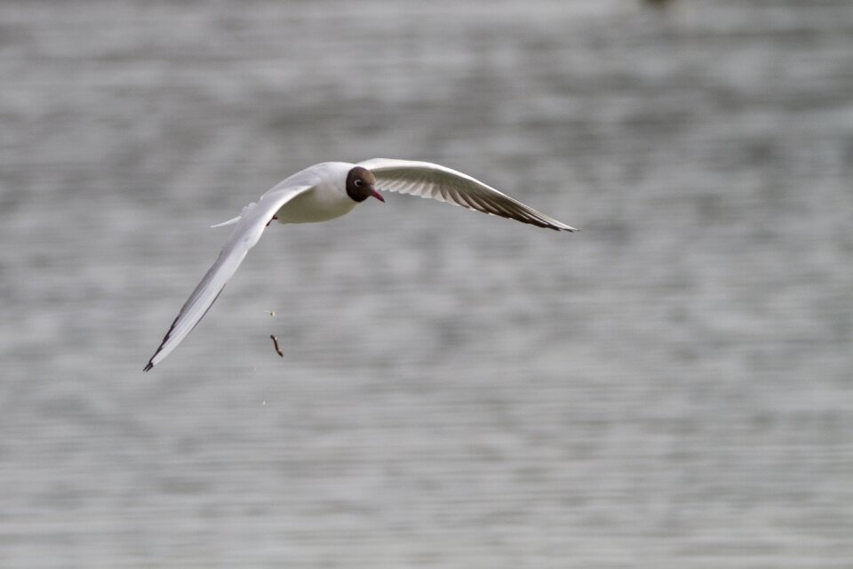 Seagull bird flight