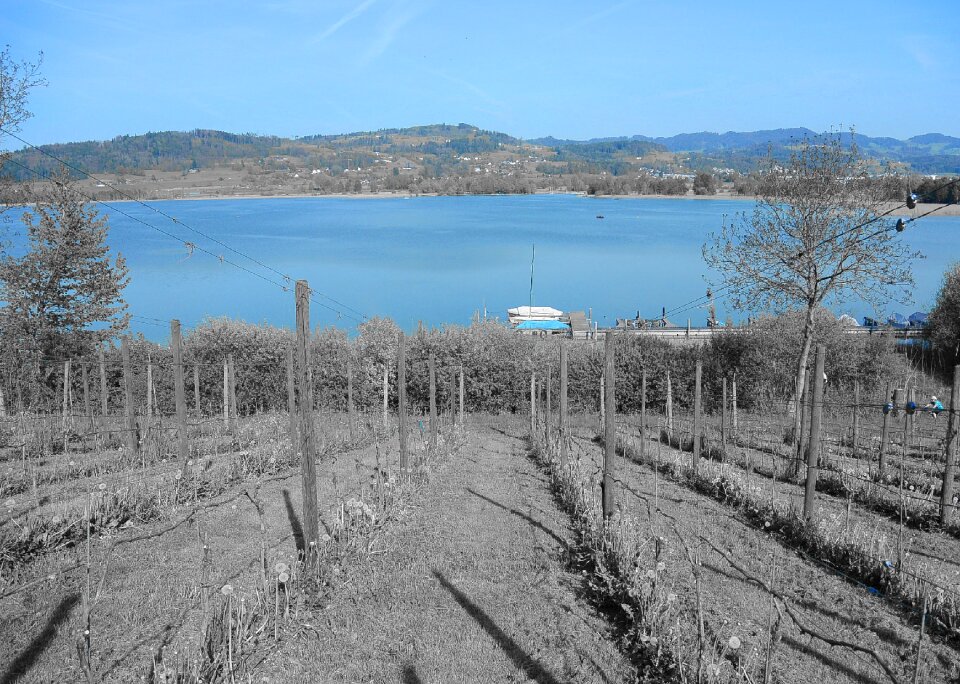Grapevine landscape nature