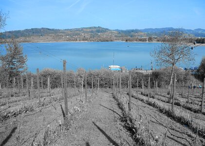 Grapevine landscape nature