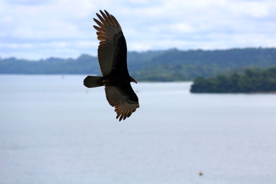 Animal nature eagle flying
