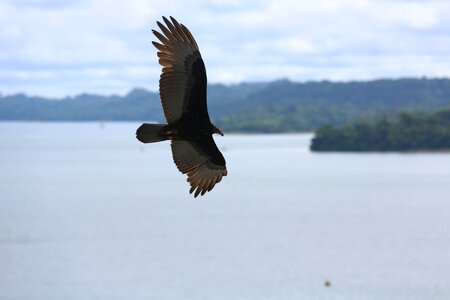 Animal nature eagle flying