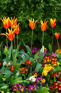 Gardening orange crowd photo