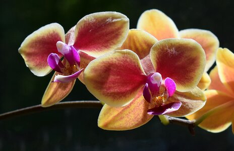 Orchid yellow pink photo