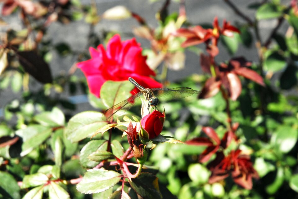 Nature garden plant
