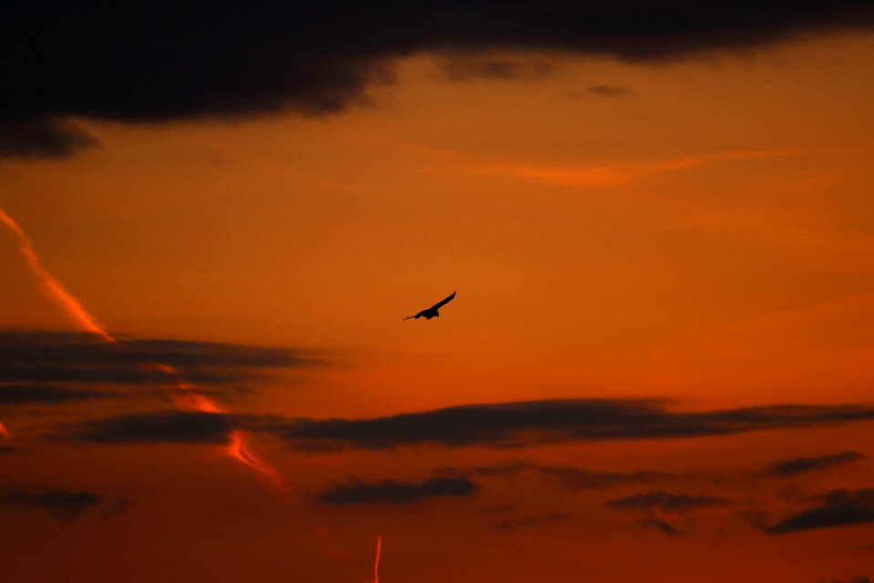 Buzzards bird of prey raptor