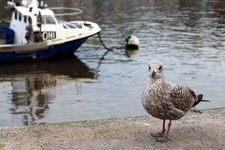 Gull wildlife water photo