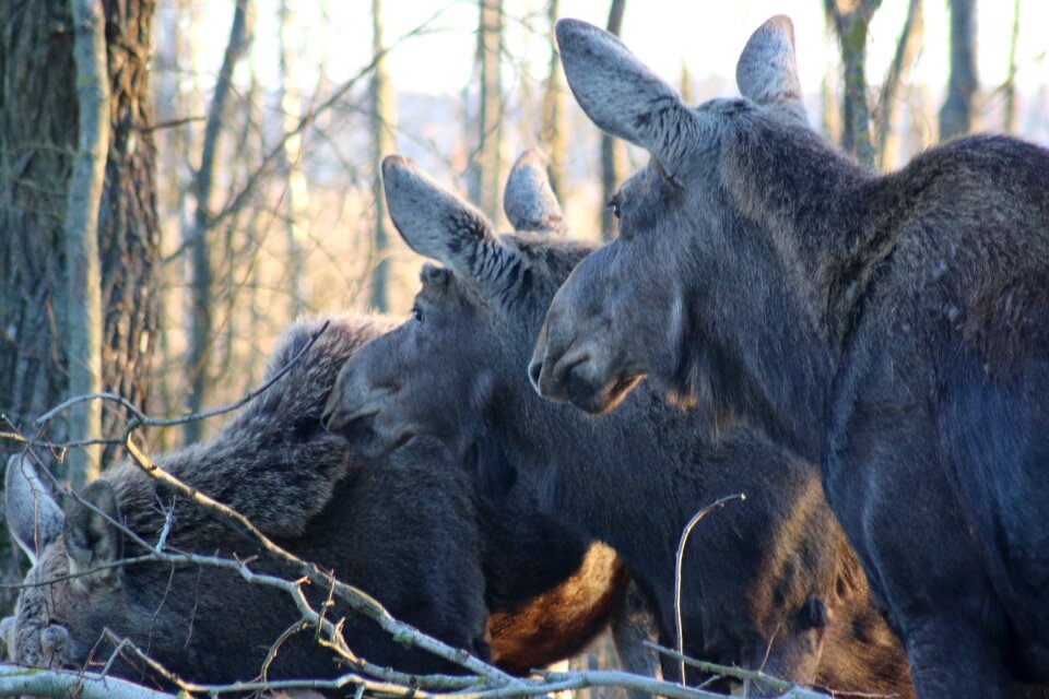 Animals nature fauna