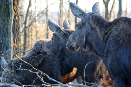 Animals nature fauna