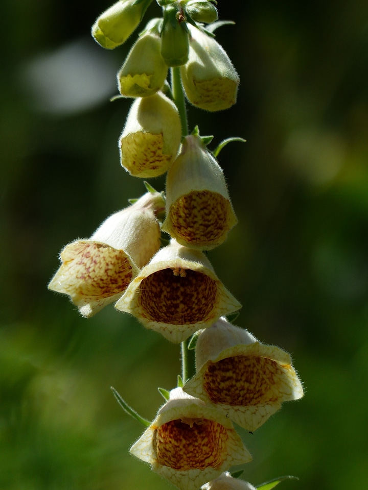 Yellow brown digitalis lutea