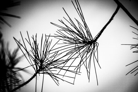 Against day pine branches photo