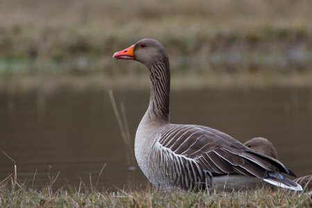 Wild goose water bird poultry