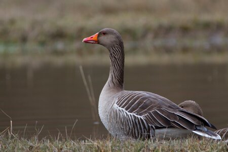 Wild goose water bird poultry photo