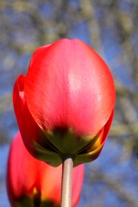 Blossom bloom flower garden photo