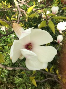 Nature garden spring