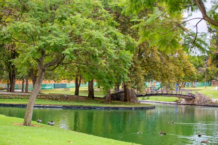 Trees peaceful water
