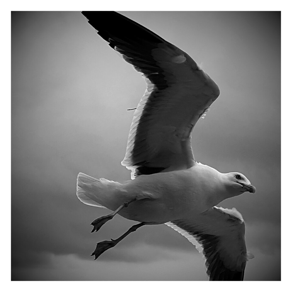 Seagull fly Free photos
