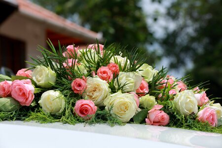 Roses white rose
