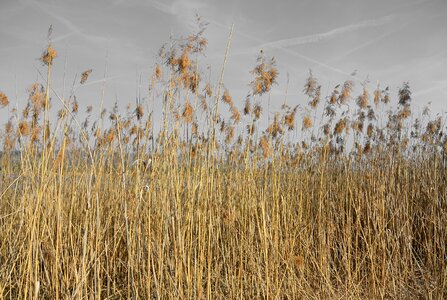 Bank flora nature conservation