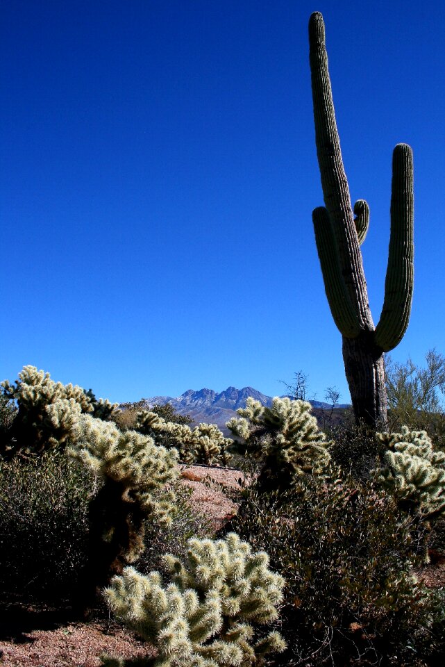 Cholla landscape southwest photo