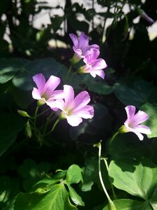 Clover flower chinese village purple small flowers