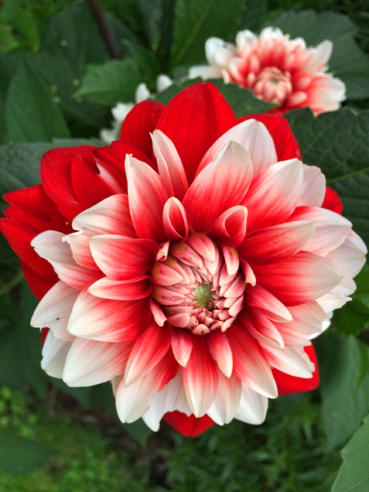 Dahlia flower nature red