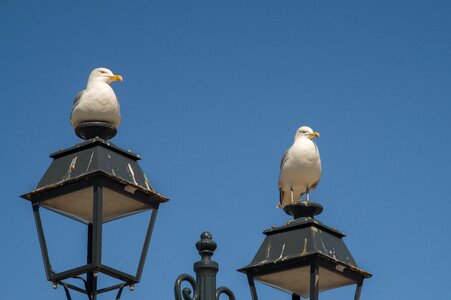 Gulls birds sea