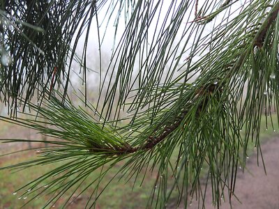 Fir garden plant photo