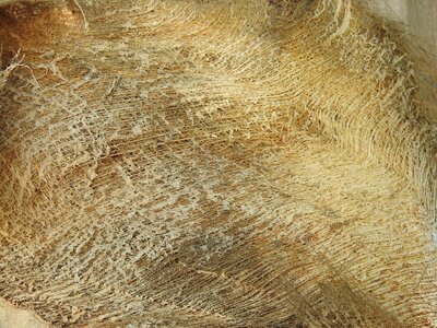 Trees tree bark old wood