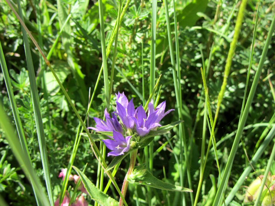 Plant nature flowers