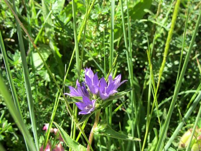 Plant nature flowers