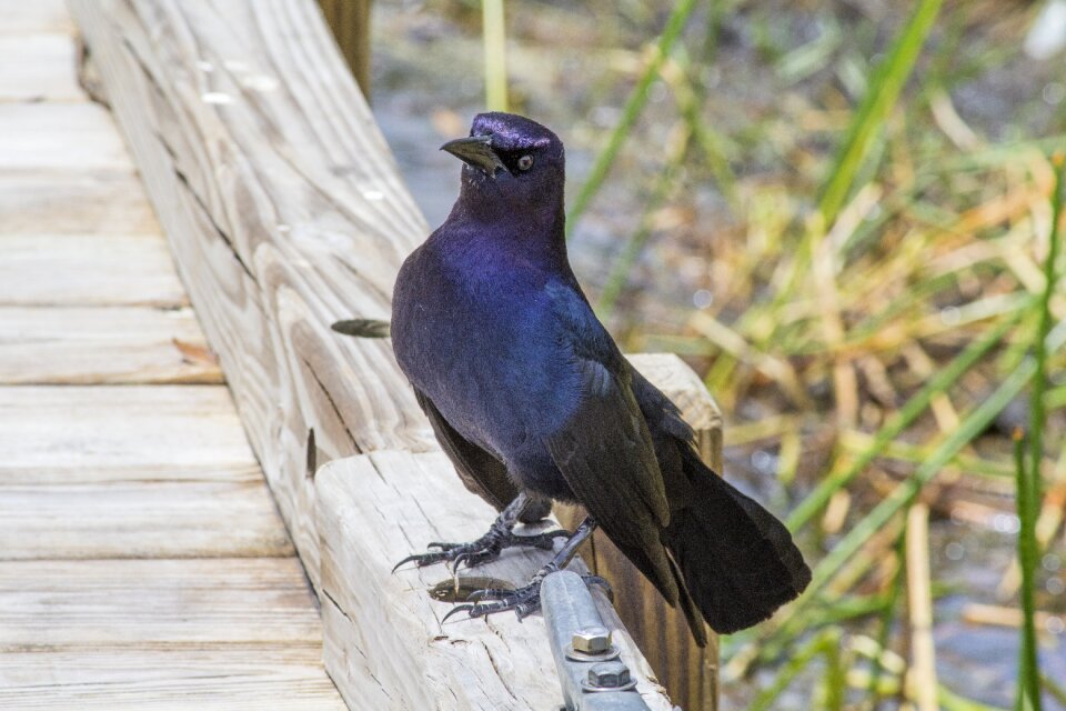 Blackbird dock bird on dock