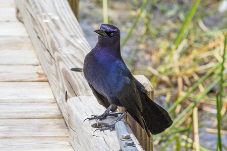Blackbird dock bird on dock