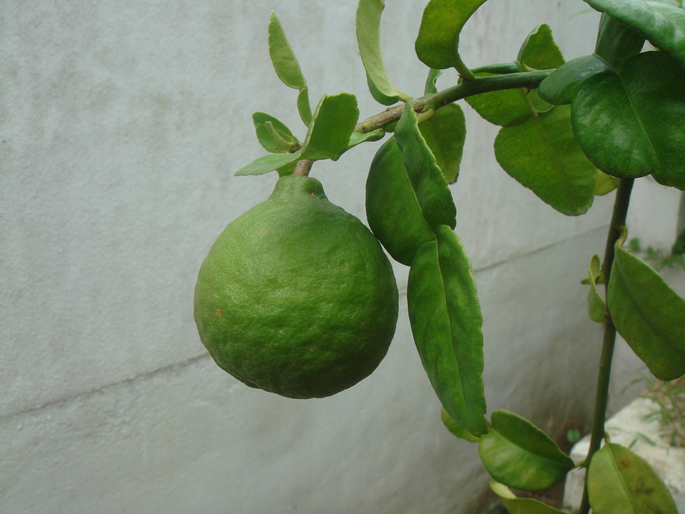 Healthy juicy natural