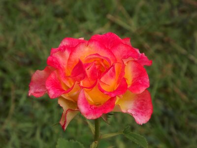 Rosa flower nature