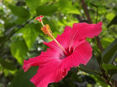 Hibiscus flower life
