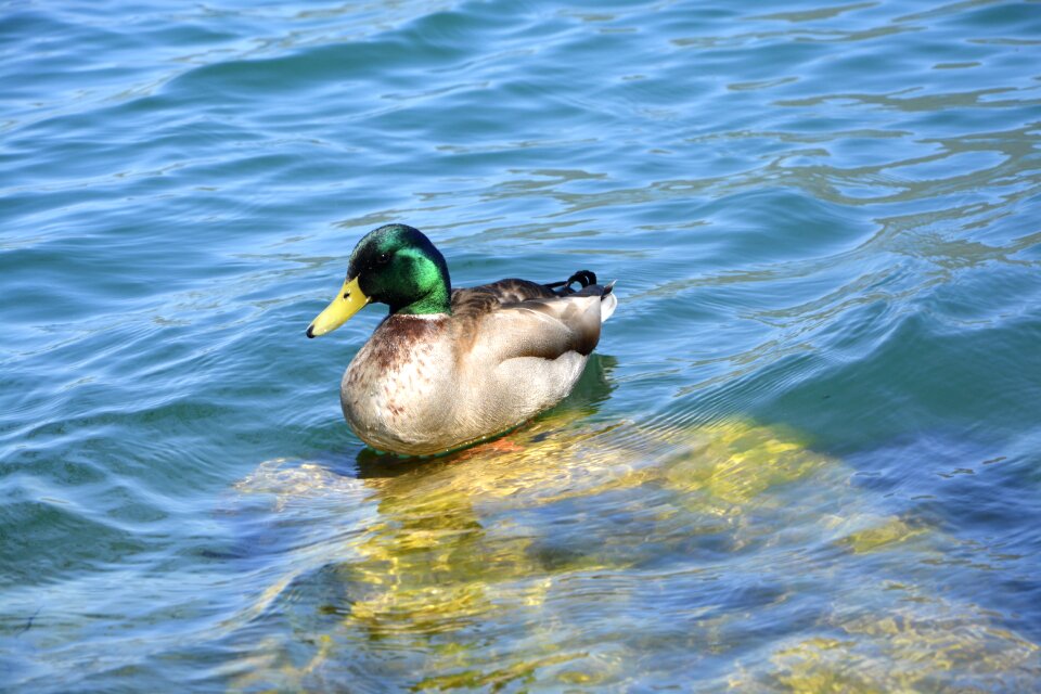 Lake animal colors