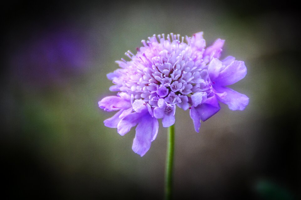 Flower nature violet