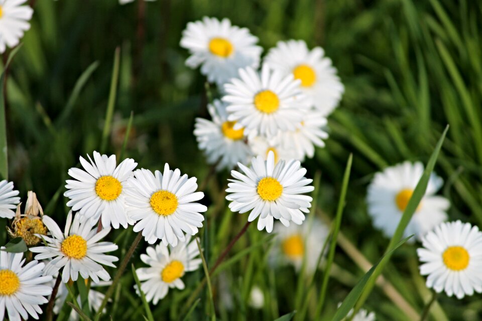 Spring flower meadow nature